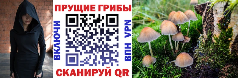 Галлюциногенные грибы MAGIC MUSHROOMS  где можно купить   кракен онион  Цимлянск 